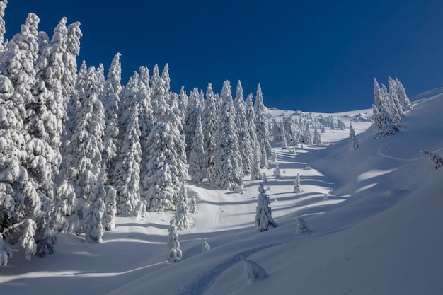 A winter trail between the snowcovered spruce in a backcountry alpine mountain terrain