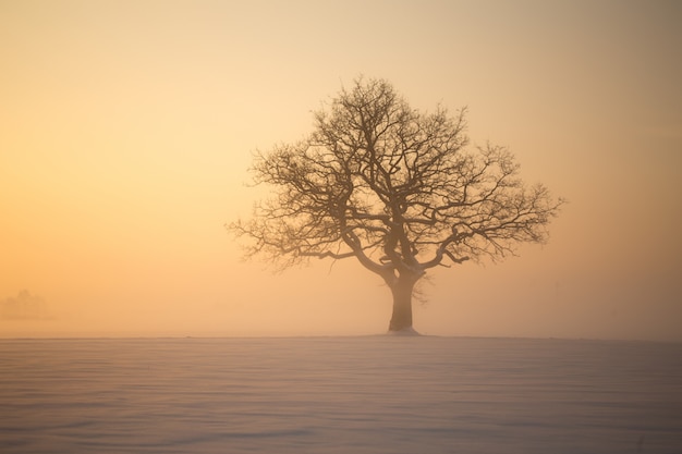 Winter tree in fog at sunrise.