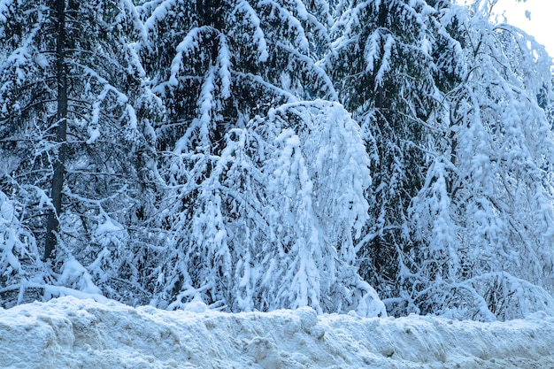 WINTER TREE mountains in the background