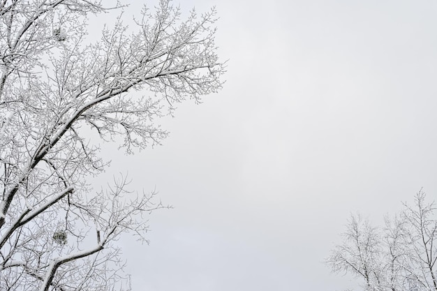 Winter tree with snow