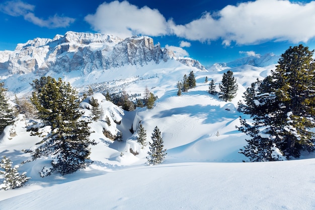 Winter trees in alp mountains