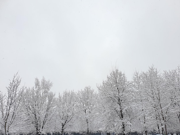 Winter trees branches in snow