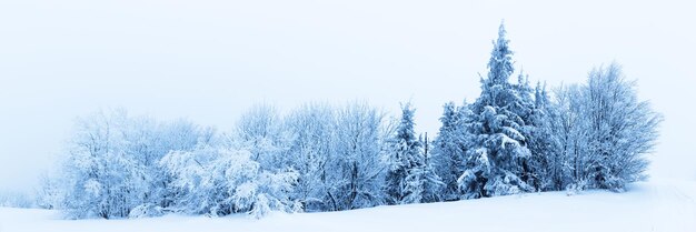 Winter trees in mountains covered with fresh snow