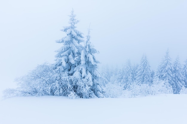 Winter trees in mountains covered with fresh snow