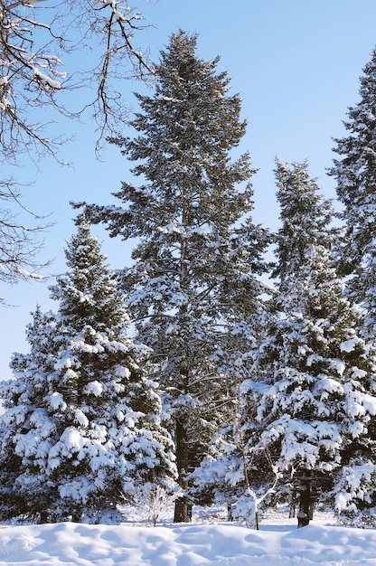 Winter trees in the snow on a sunny day