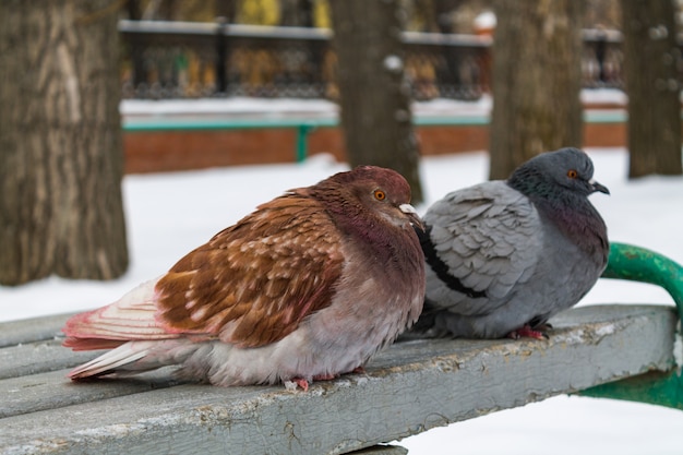 In winter, two pigeons of different colors are sitting on a gray bench