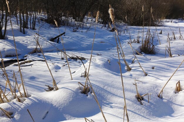 Winter view. Dry grass from under the snow. Field covered with snow. Russia