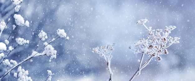 Winter view with snow covered dry plants during snowfall Christmas and New Year card