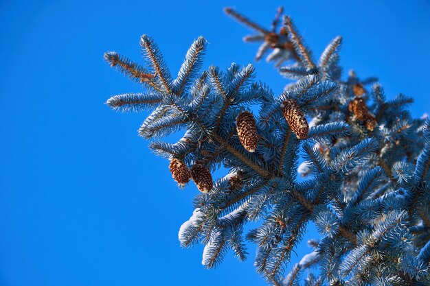 Winter Vignettes Capturing the Ephemeral Beauty of Nature