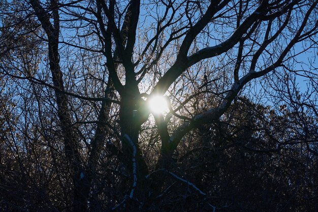 Winter Vignettes Capturing the Ephemeral Beauty of Nature