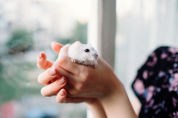 Winter white dwarf djungarian hamster in hands