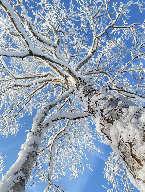 Winter Wonderland Frost Covered Tree Against Clear Blue Sky