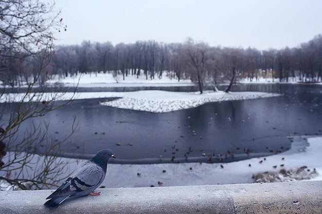 wintering birds / bird flock, winter lake, wild birds on winter lake, seasonal, migratory ducks