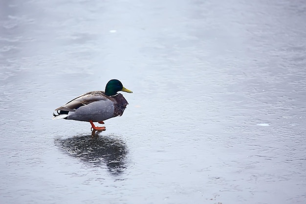 wintering birds / bird flock, winter lake, wild birds on winter lake, seasonal, migratory ducks