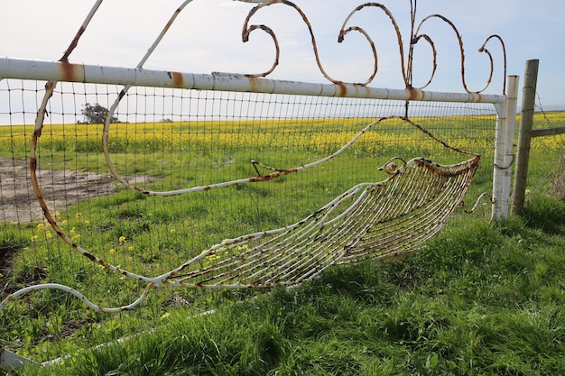 Wire fence and wild flowers in Henry Cowell Ranch in California