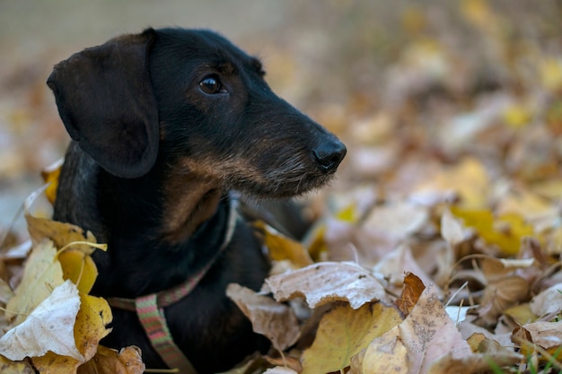 Wirehaired dachshund walking in the forest in autumn