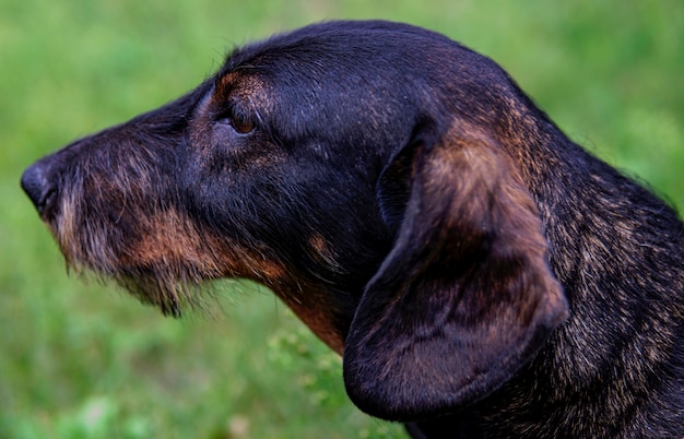 Wirehaired dachshund walking in the forest in autumn