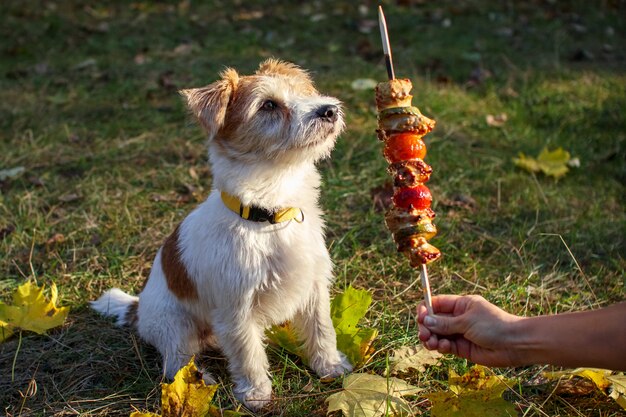 Wirehaired Jack Russell Terrier puppy looking at the barbecue