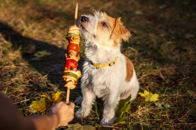 Wirehaired Jack Russell Terrier puppy looking at the barbecue.