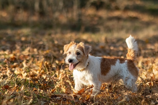 Wirehaired Jack Russell Terrier puppy running on the grass at dusk