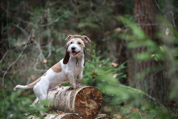 A wirehaired Jack Russell Terrier with a beard in a tank cap stands on logs in the forest Military dog concept Blurred background for the inscription