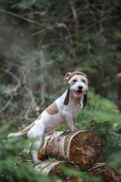 A wirehaired Jack Russell Terrier with a beard in a tank cap stands on logs in the forest Military dog concept Blurred background for the inscription