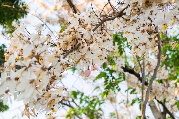 Wishing Tree Pink Shower Pink cassia bloom leaf whie pink yellow