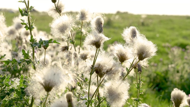 Wispy natural thistledown blows in the wind close up 4k