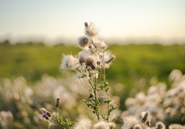 Wispy thistledown natural thistle plants glowing in the sunset with an interesting swirly blurry background.