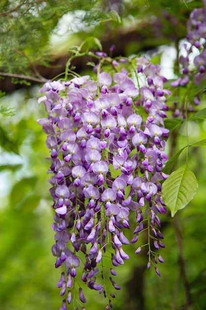 Wisteria blossom in springtime close up of beautiful Wisteria flower at Garden warm may weather Blooming wisteria in spring internet springtime banner Spring floral background