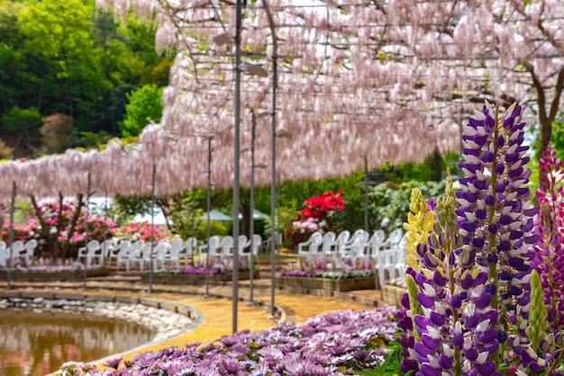 Wisteria blossom trees and Lupinus and multiple kind of flowers in springtime sunny day