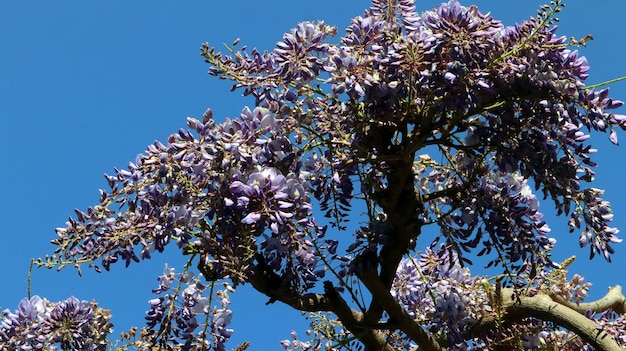 Wisteria flowers. Blue sky purple flowers. Spain. Spring. Violet flowers.