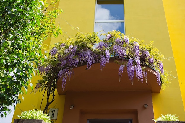 Wisteria on the porch of the facade of a private housexA