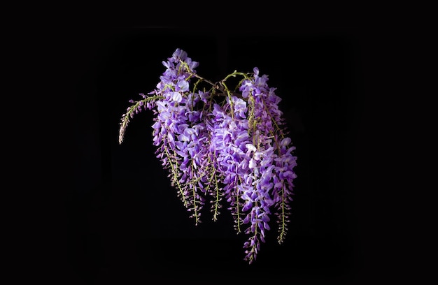 Wisteria sinensis flower isolated on black background