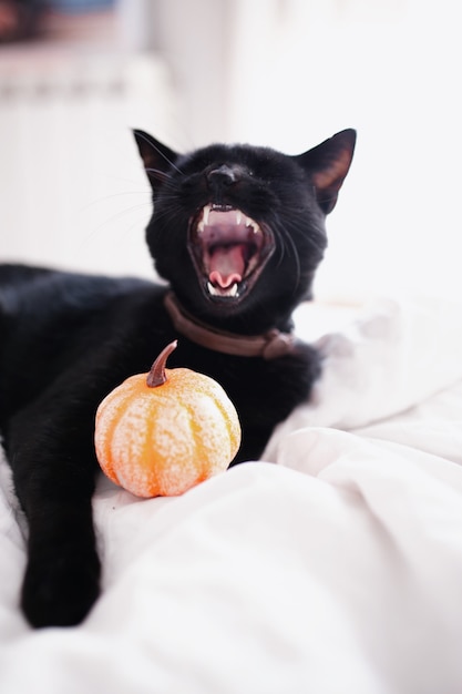 Witch black cat with open mouth showing fangs and pumpkin on the bed.