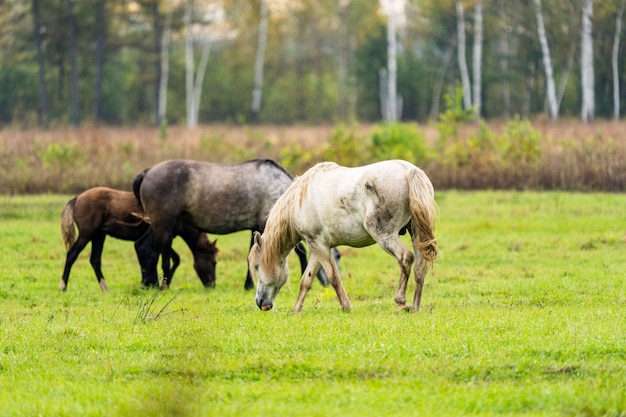 A wite and brown horse eats leaves from a tree hidden