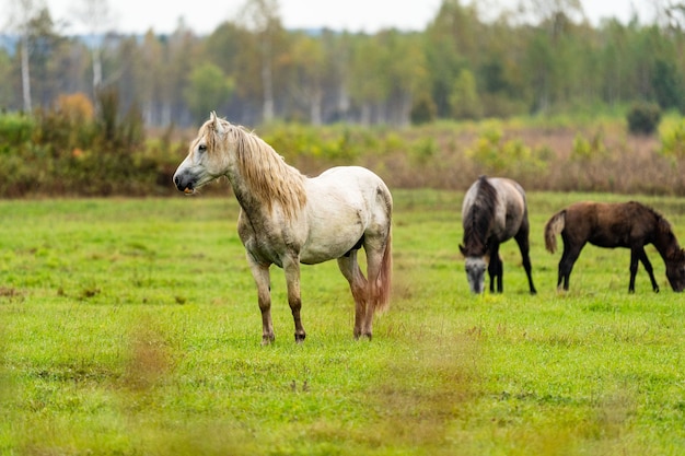 A wite and brown horse eats leaves from a tree hidden