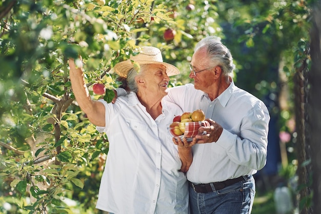 With apples Lovely senior couple is in the garden together