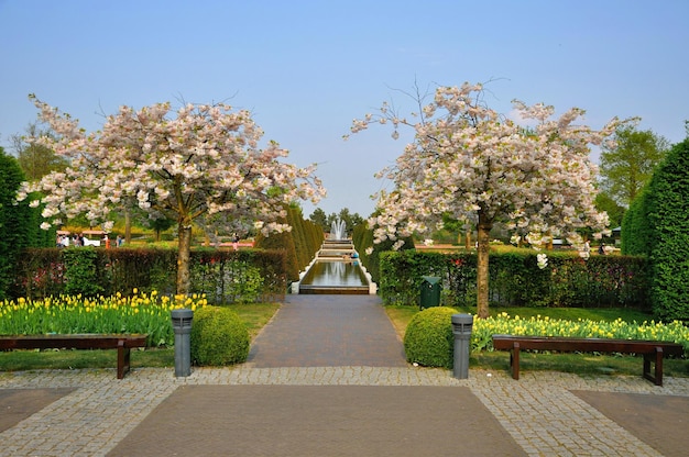 With blooming trees Prunus triloba in Keukenhof park in Holland