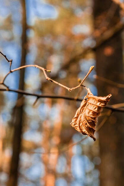 Withered autumn leaves on a tree branch