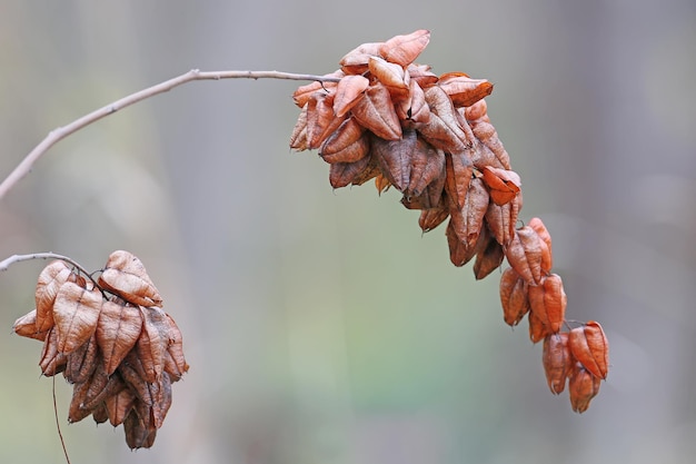 A withered branch with Koelreuteria paniculata fruits against the background of a gray autumn forest