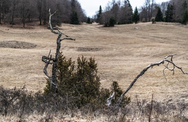 A withered broken tree in the mountains