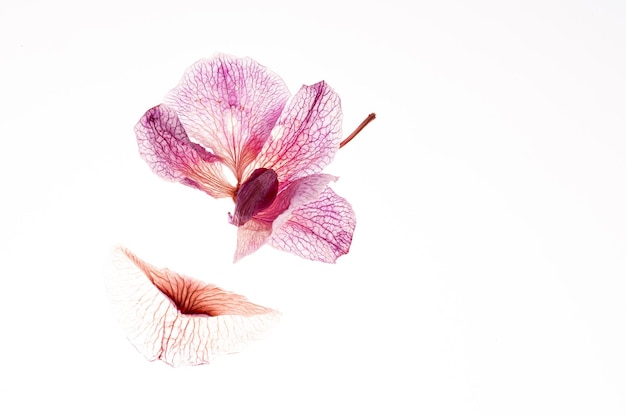 The withered dried orchid flower and petal isolated on white background Concept beautiful nature around Concept beautiful nature around