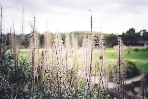 Withered like a brush after the same plant