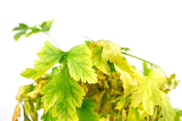 Withered parsley leaves on white background