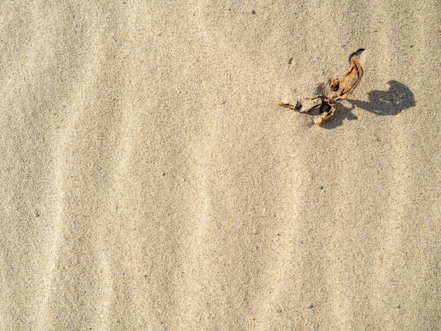 Withered plant on the beach