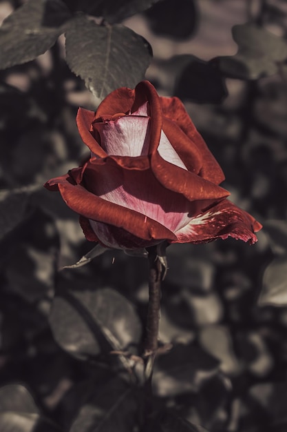 Photo a withered rose as a symbol of the fluidity of life dry petals dead beauty aging woman