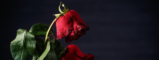 Withered rose on dark gray background and wooden table with fall petals and leaves, design concept of sad Valentine's day romance, broken up, copy,space.