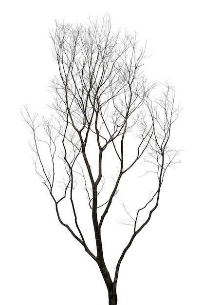 A withered tree against a pure white background