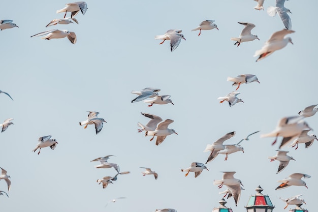 Witness the graceful flight of a flock of seagulls as they soars through the endless expanse of the sky a beautiful display of freedom and agility